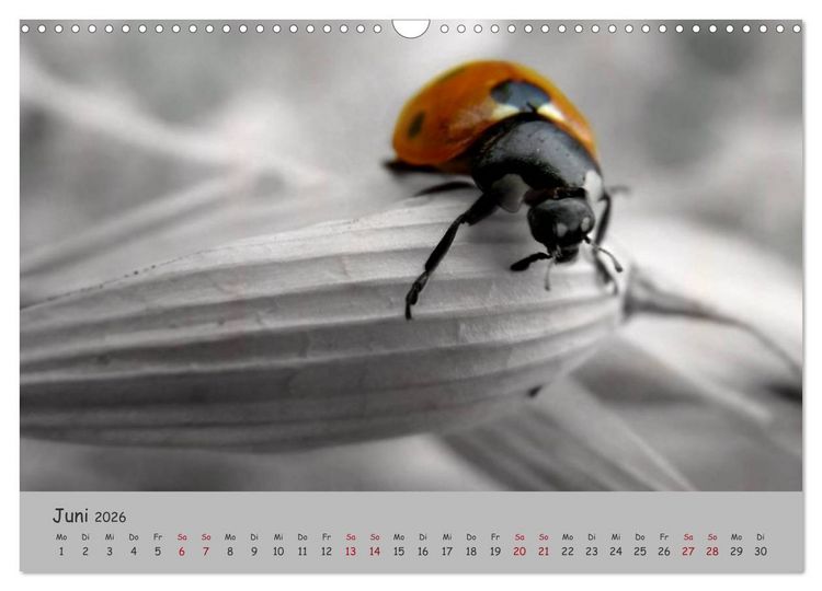 Produktbild: Gl&uuml;cksk&auml;fer (Wandkalender 2026 DIN A3 quer), CALVENDO Monatskalender