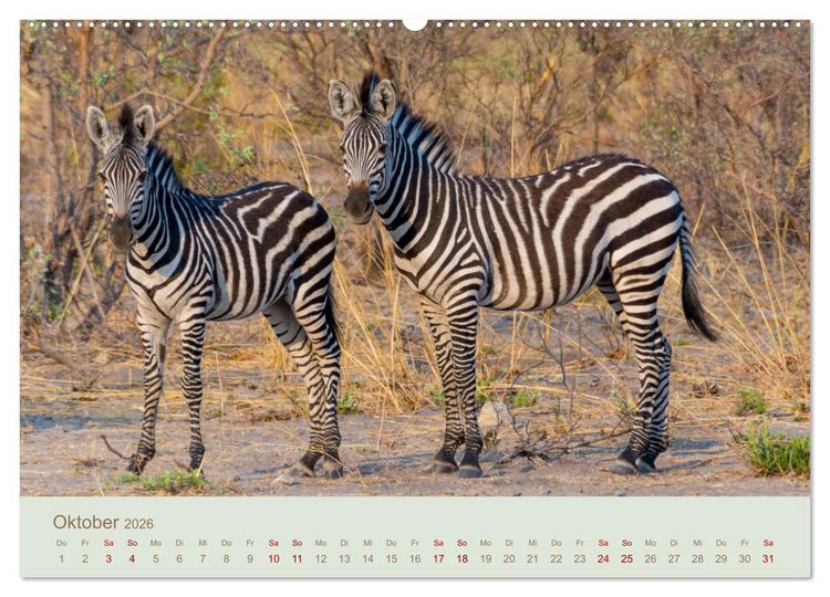 Produktbild: Zebras in Afrika (hochwertiger Premium Wandkalender 2026 DIN A2 quer), Kunstdruck in Hochglanz