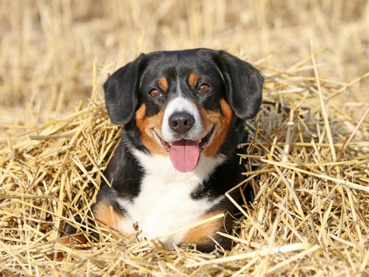 Produktbild: CALVENDO Puzzle Spa&szlig; im Stroh 1000 Teile Lege-Gr&ouml;&szlig;e 64 x 48 cm Foto-Puzzle Bild von SchnelleWelten