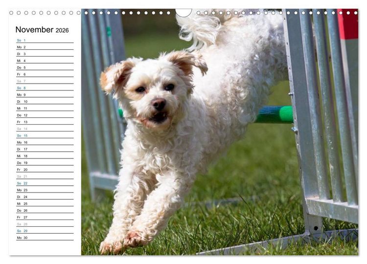 Produktbild: Agility - Sport und Spass (Wandkalender 2026 DIN A3 quer), CALVENDO Monatskalender