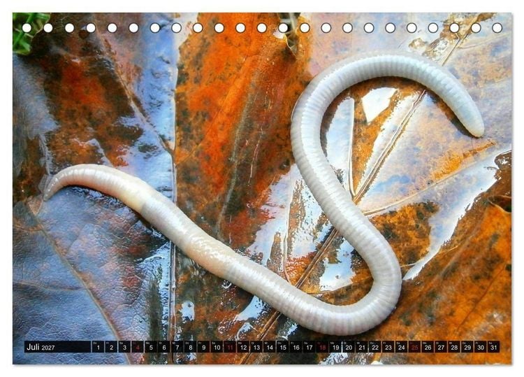 Produktbild: Abneigung und Ekel. Die unbeliebtesten Tiere (Tischkalender 2027 DIN A5 quer), CALVENDO Monatskalender
