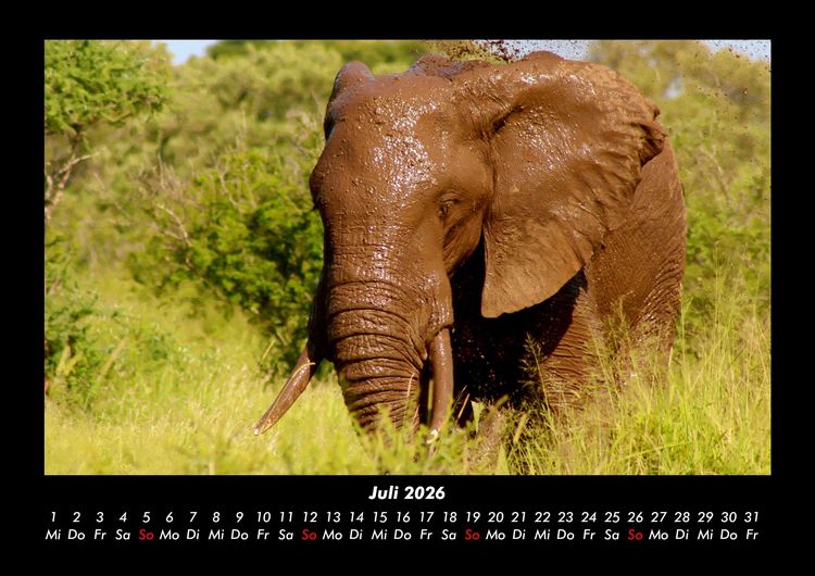 Produktbild: Elefanten - Die sanften Riesen Afrikas 2026 Fotokalender DIN A3