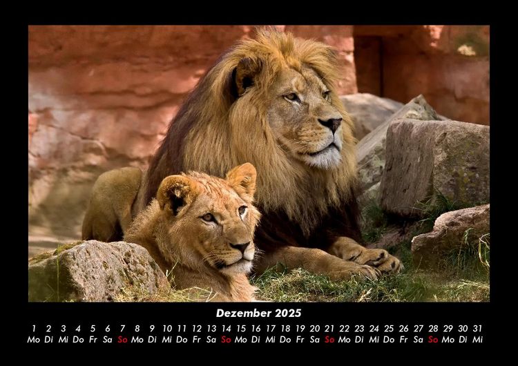 Produktbild: L&ouml;wen in der Wildnis 2025 Fotokalender DIN A3