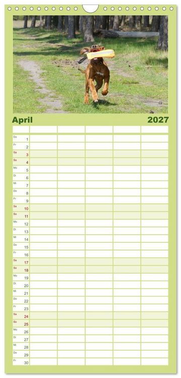 Produktbild: Familienplaner 2027 - Rhodesian Ridgeback - Jung, wild, zuckers&uuml;&szlig; mit 5 Spalten (Wandkalender, 21 x 45 cm) CALVENDO