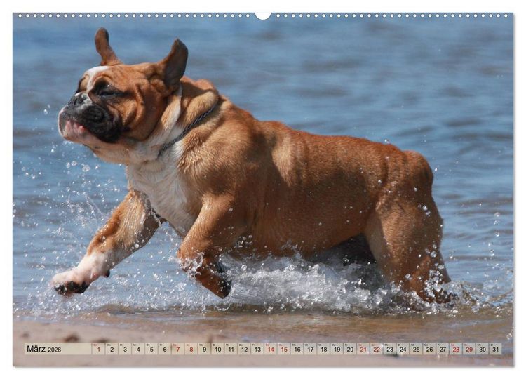 Produktbild: Bulldoggen - Englische und Franz&ouml;sische Bulldoggen (hochwertiger Premium Wandkalender 2026 DIN A2 quer), Kunstdruck in Hochglanz