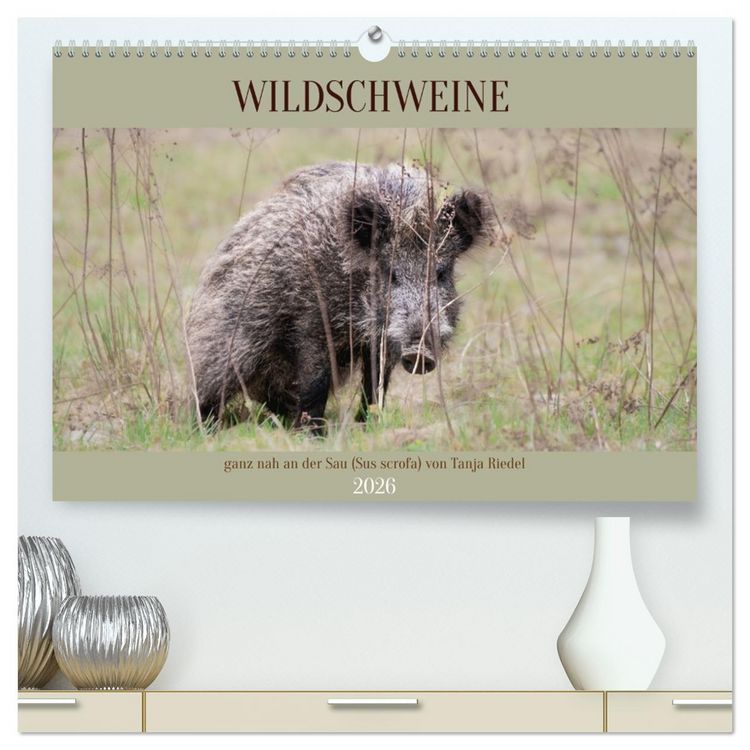 Produktbild: Wildschweine ganz nah an der Sau (Sus scrofa) von Tanja Riedel (hochwertiger Premium Wandkalender 2026 DIN A2 quer), Kunstdruck in Hochglanz