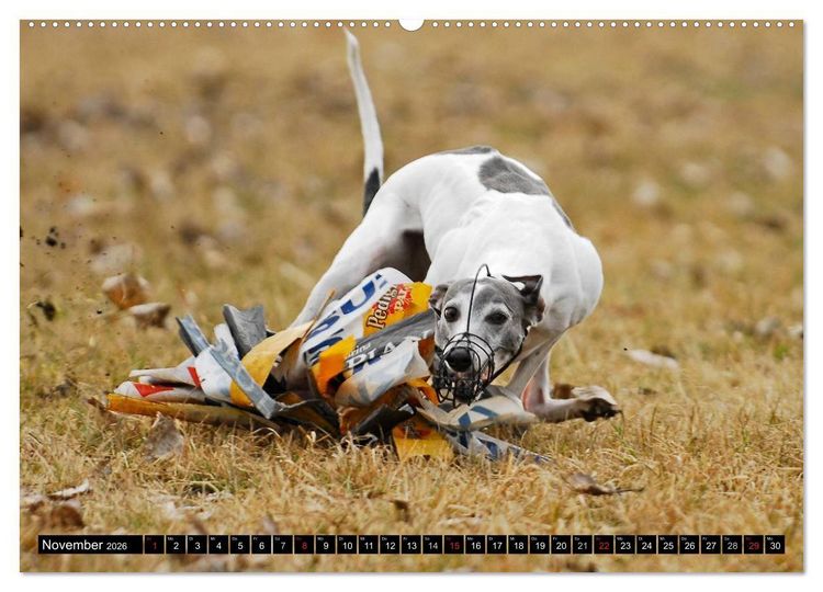 Produktbild: Schnell wie der Wind - Whippet (hochwertiger Premium Wandkalender 2026 DIN A2 quer), Kunstdruck in Hochglanz