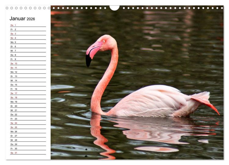 Produktbild: Elegante Flamingo (Wandkalender 2026 DIN A3 quer), CALVENDO Monatskalender