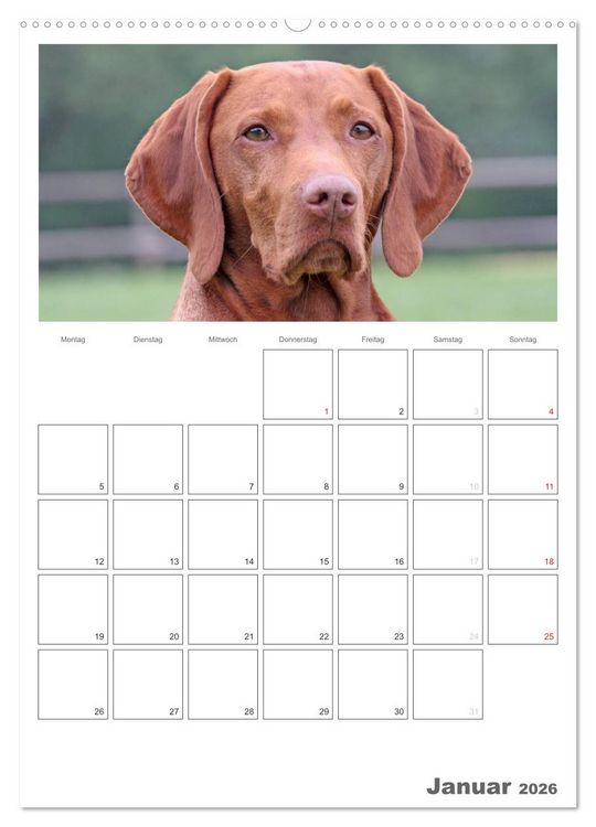 Produktbild: Magyar Vizsla (Wandkalender 2026 DIN A2 hoch), CALVENDO Monatskalender