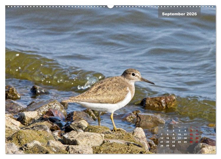 Produktbild: Naturparadies Nordstrand und Beltringharder Koog (hochwertiger Premium Wandkalender 2026 DIN A2 quer), Kunstdruck in Hochglanz