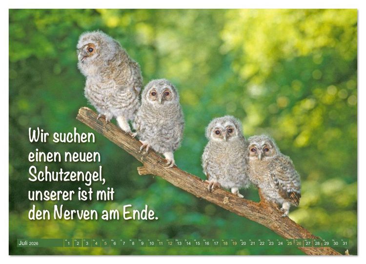 Produktbild: Die Eulen sind los: Edition lustige Tiere (hochwertiger Premium Wandkalender 2026 DIN A2 quer), Kunstdruck in Hochglanz