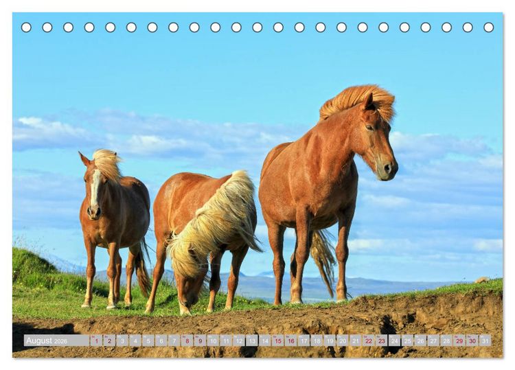 Produktbild: Islandpferde - Die tierischen Stars der Insel (Tischkalender 2026 DIN A5 quer), CALVENDO Monatskalender