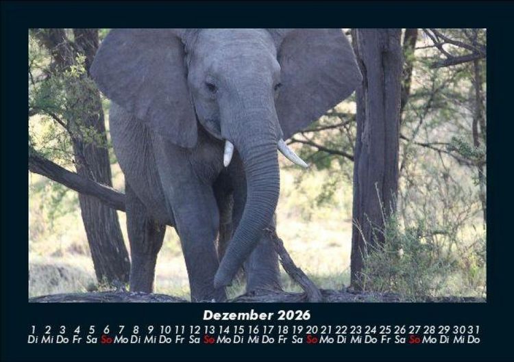 Produktbild: Elefanten - Die sanften Riesen Afrikas 2026 Fotokalender DIN A5