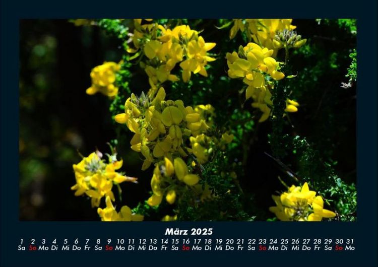 Produktbild: Blumenzauber 2025 Fotokalender DIN A4