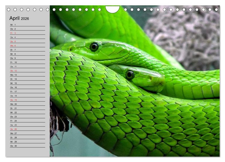 Produktbild: Kaltes Blut. Faszination Reptilien (Wandkalender 2026 DIN A4 quer), CALVENDO Monatskalender