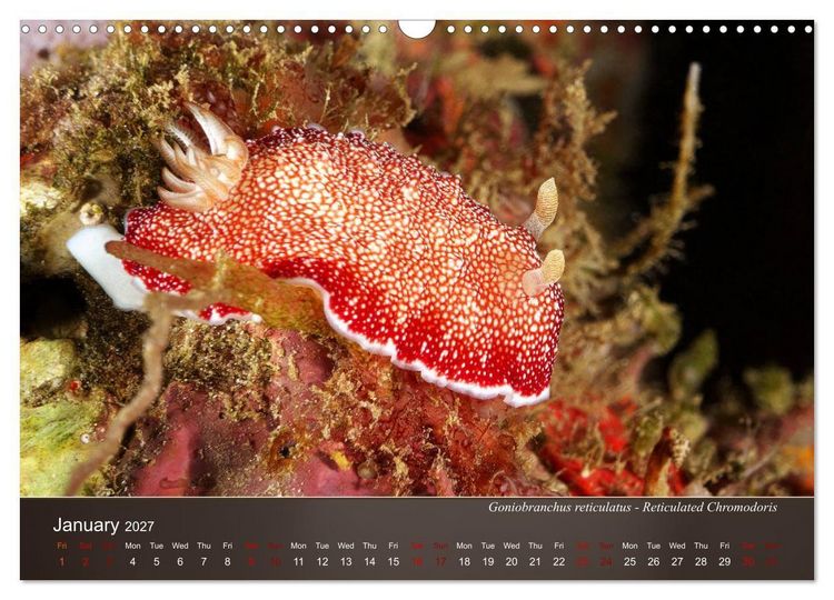 Produktbild: Nudibranchs on the ocean floor (Wall Calendar 2027 DIN A3 landscape), CALVENDO 12 Month Wall Calendar