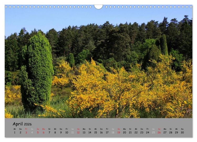 Produktbild: L&uuml;neburger Heide - sch&ouml;n zu jeder Jahreszeit (Wandkalender 2026 DIN A3 quer), CALVENDO Monatskalender