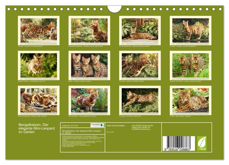Produktbild: Bengalkatzen. Der elegante Mini-Leopard im Garten (Wandkalender 2026 DIN A4 quer), CALVENDO Monatskalender