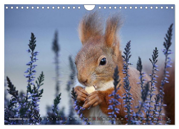 Produktbild: Eichh&ouml;rnchen Luna und ihre Kinder (Wandkalender 2026 DIN A4 quer), CALVENDO Monatskalender