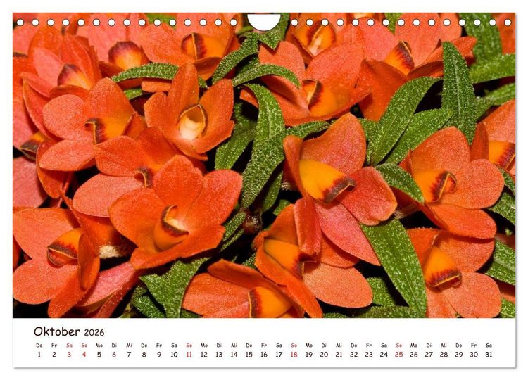 Produktbild: Orchideenzauber (Wandkalender 2026 DIN A4 quer), CALVENDO Monatskalender