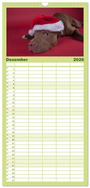 Produktbild: Familienplaner 2026 - Pit Bull und Co. - Geliebt, gef&uuml;rchtet, missverstanden mit 5 Spalten (Wandkalender, 21 x 45 cm) CALVENDO