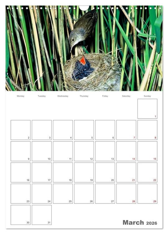 Produktbild: At the dawn of life the secret life of passerines (Wall Calendar 2026 DIN A3 portrait), CALVENDO 12 Month Wall Calendar