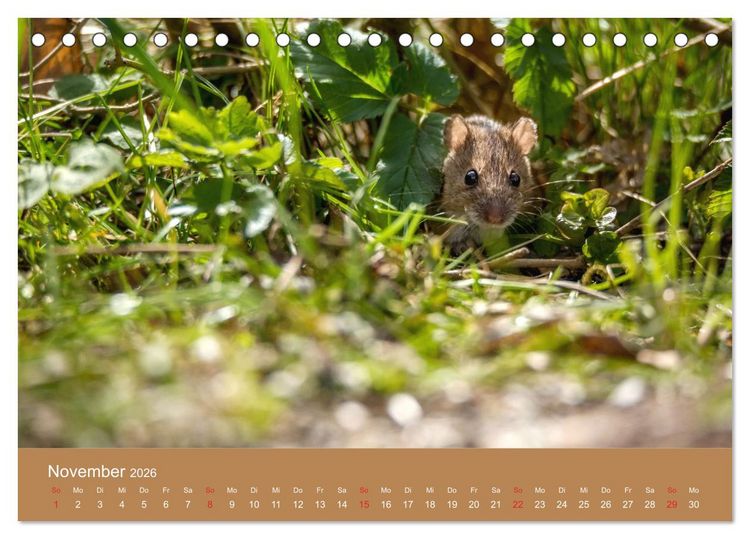 Produktbild: M&auml;usetanz (Tischkalender 2026 DIN A5 quer), CALVENDO Monatskalender