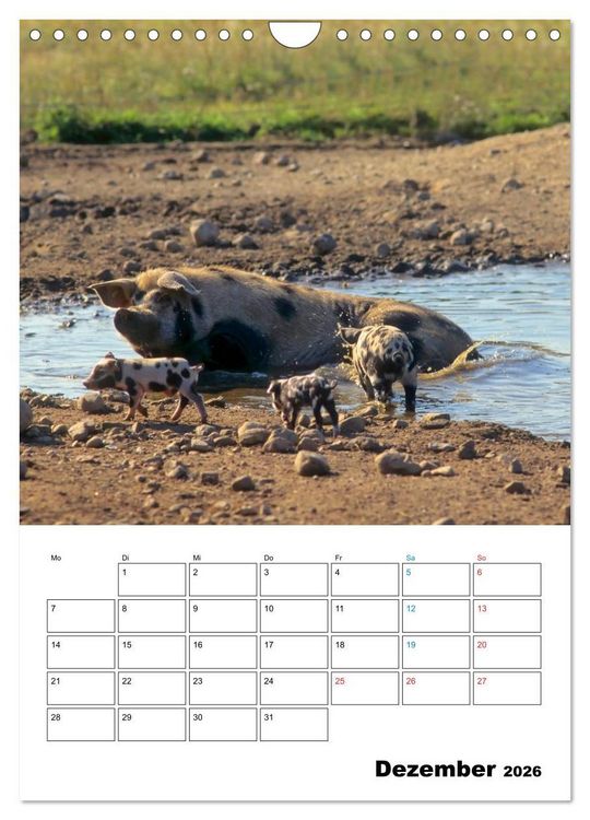 Produktbild: Schweine 2026 (Wandkalender 2026 DIN A4 hoch), CALVENDO Monatskalender