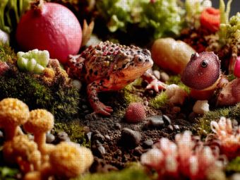 Produktbild: CALVENDO Puzzle Fruchtige Kr&ouml;tenwelt | 1000 Teile Lege-Gr&ouml;&szlig;e 64x48cm Foto-Puzzle f&uuml;r gl&uuml;ckliche Stunden