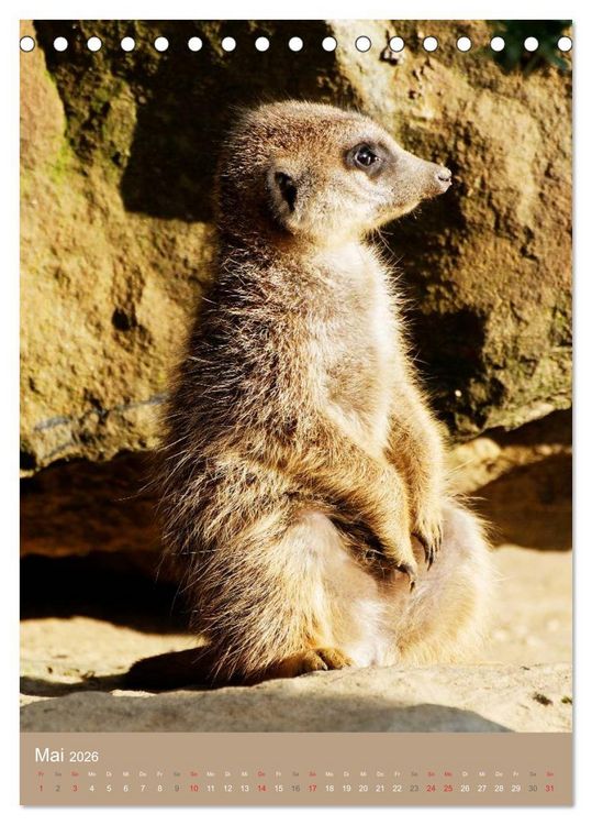 Produktbild: Erdm&auml;nnchen - Afrikas liebenswerte Zwerge (Tischkalender 2026 DIN A5 hoch), CALVENDO Monatskalender