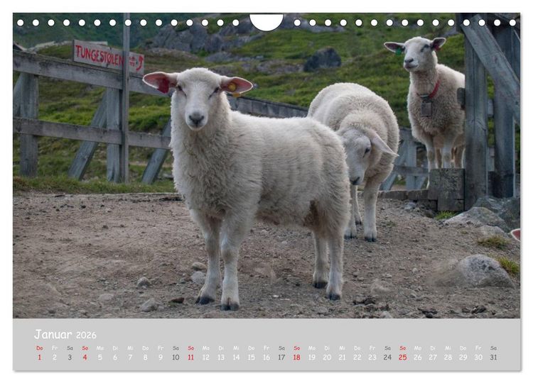 Produktbild: Ganz sch&ouml;n Schaf (Wandkalender 2026 DIN A4 quer), CALVENDO Monatskalender