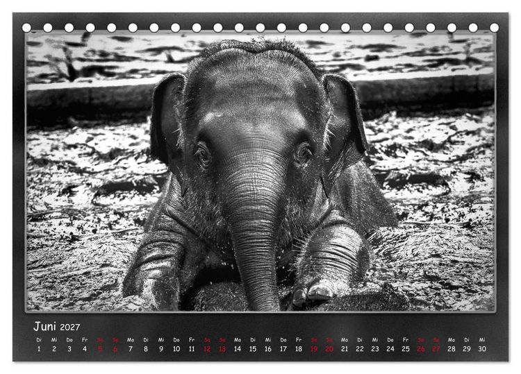 Produktbild: Tieren ins Gesicht geschaut (Tischkalender 2027 DIN A5 quer), CALVENDO Monatskalender