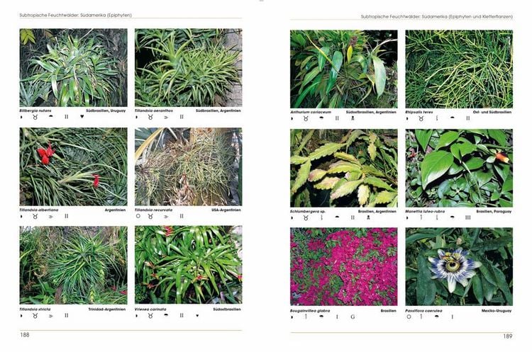 Produktbild: Pflanzen im Terrarium