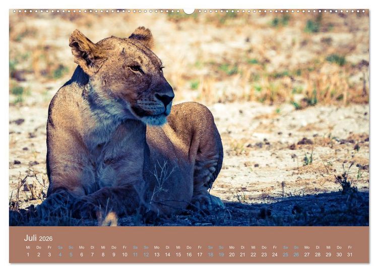 Produktbild: Wildes Leben - Ein Streifzug auf Zehenspitzen (hochwertiger Premium Wandkalender 2026 DIN A2 quer), Kunstdruck in Hochglanz