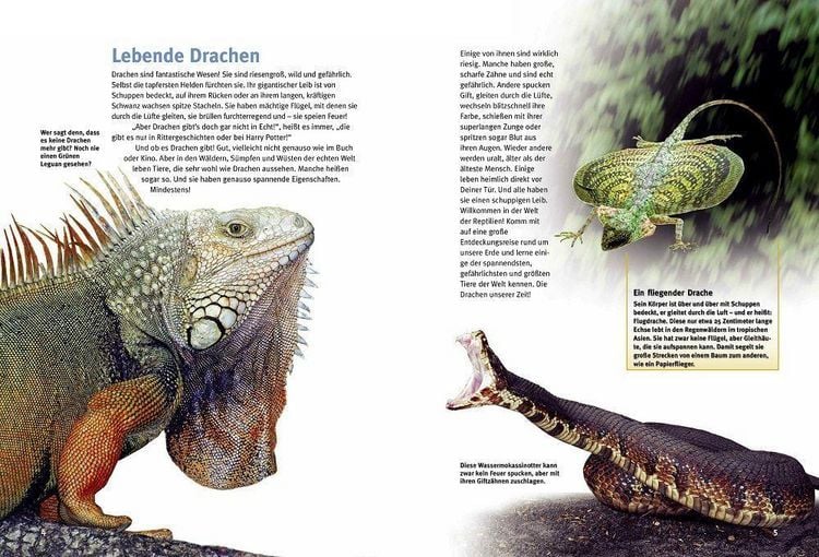 Produktbild: Entdecke die Reptilien