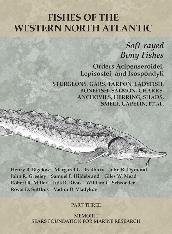 Produktbild: Soft-rayed Bony Fishes