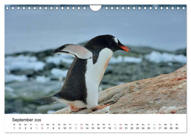 Produktbild: Im Reich der Pinguine (Wandkalender 2026 DIN A4 quer), CALVENDO Monatskalender
