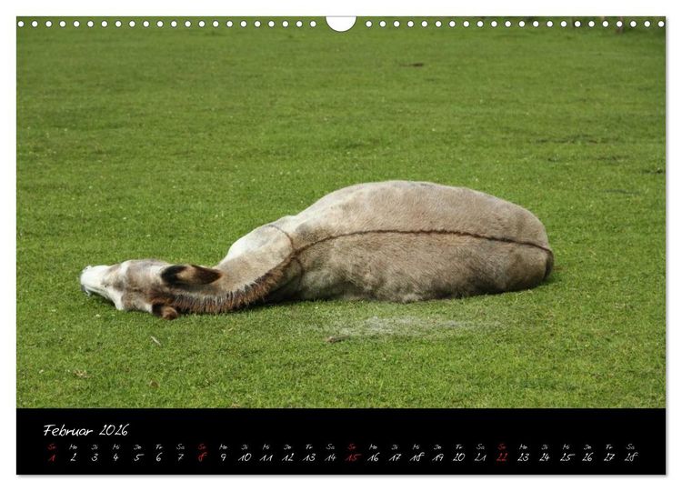 Produktbild: Esel - liebenswerte Langohren (Wandkalender 2026 DIN A3 quer), CALVENDO Monatskalender