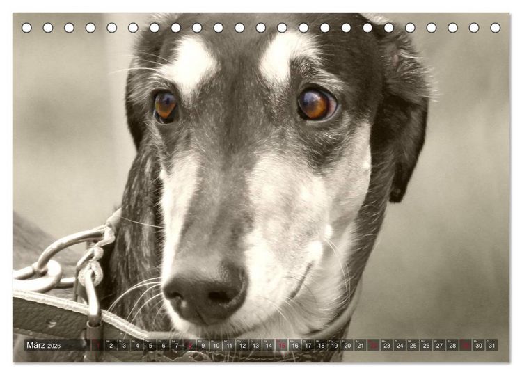 Produktbild: Windhunde eye-catcher (Tischkalender 2026 DIN A5 quer), CALVENDO Monatskalender