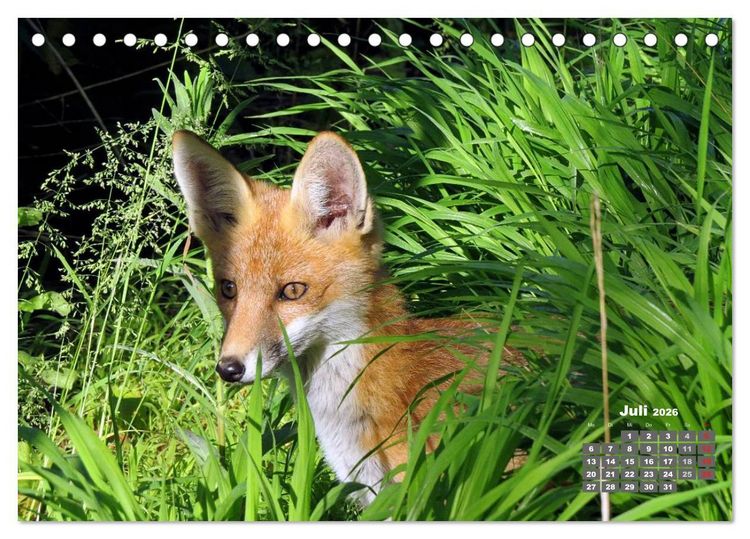 Produktbild: Familie Fuchs hautnah in Berlin (Tischkalender 2026 DIN A5 quer), CALVENDO Monatskalender