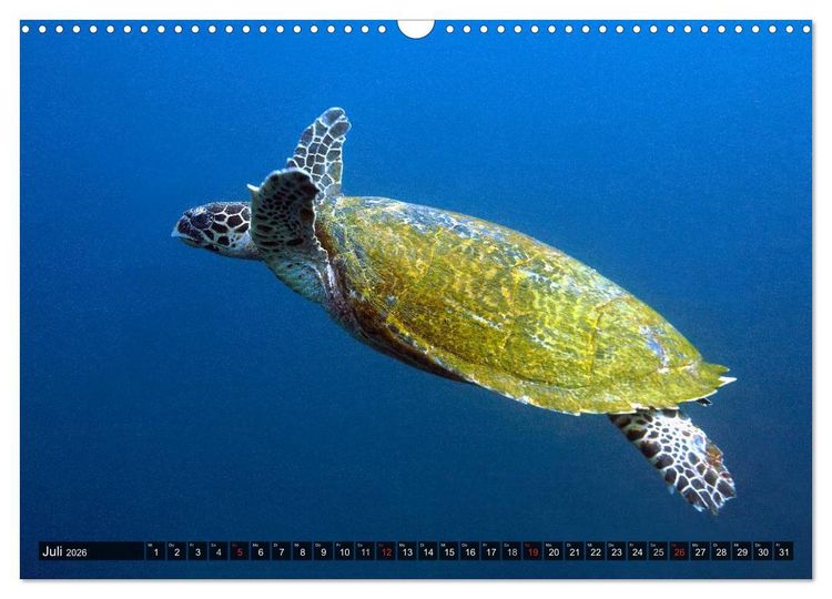 Produktbild: Tropische Unterwasserwelt (Wandkalender 2026 DIN A3 quer), CALVENDO Monatskalender