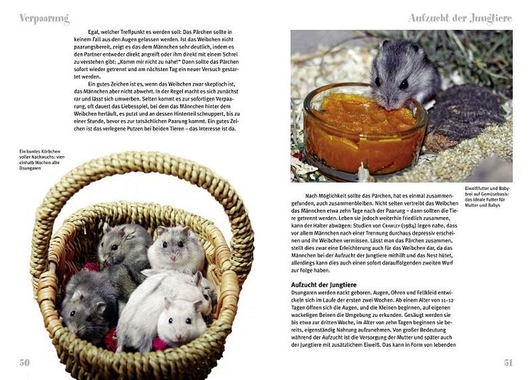 Produktbild: Der Dsungarische Zwerghamster