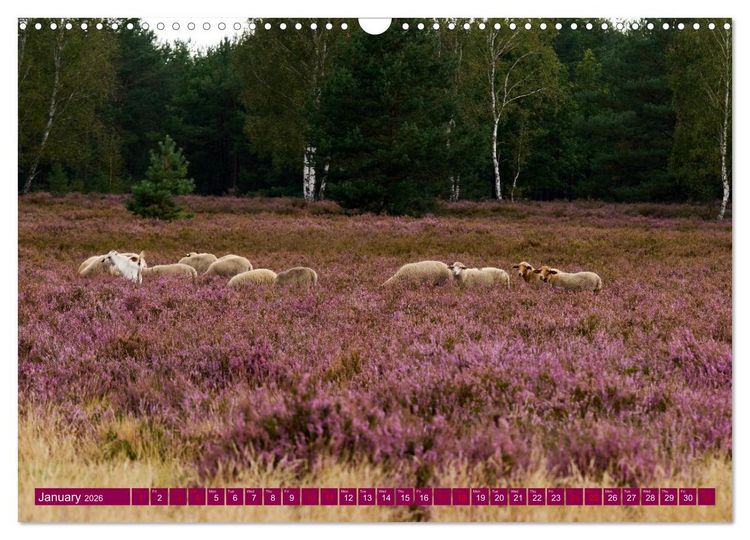 Produktbild: Just lovely - the power of pink heather blossom beauty (Wall Calendar 2026 DIN A3 landscape), CALVENDO 12 Month Wall Calendar