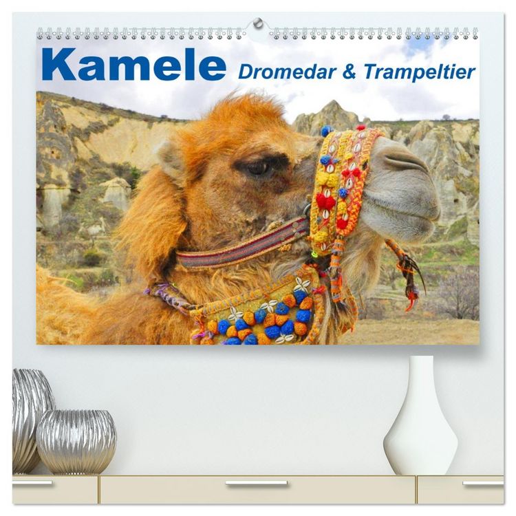 Produktbild: Kamele &bull; Dromedar & Trampeltier (hochwertiger Premium Wandkalender 2026 DIN A2 quer), Kunstdruck in Hochglanz