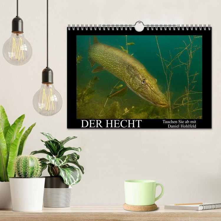 Produktbild: Der Hecht - Tauchen Sie ab mit Daniel Hohlfeld (Wandkalender 2026 DIN A4 quer), CALVENDO Monatskalender
