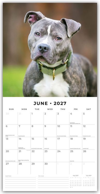 Produktbild: Staffordshire Bull Terriers &ndash; Staffordshire Bullterrier 2027 &ndash; 16-Monatskalender