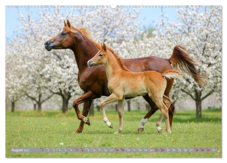 Produktbild: The Magic of Happy Foals (High Quality Premium Wall Calendar 2027 DIN A2 landscape),CALVENDO 12 Month Wall Calendar