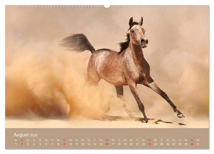 Produktbild: Pferde &bull; Araber im W&uuml;stensand (Wandkalender 2026 DIN A2 quer), CALVENDO Monatskalender