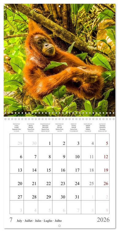 Produktbild: Orangutans in the jungle of Sumatra (Wall Calendar 2026 12 &times; 12 Inch) CALVENDO 12 Month Wall Calendar