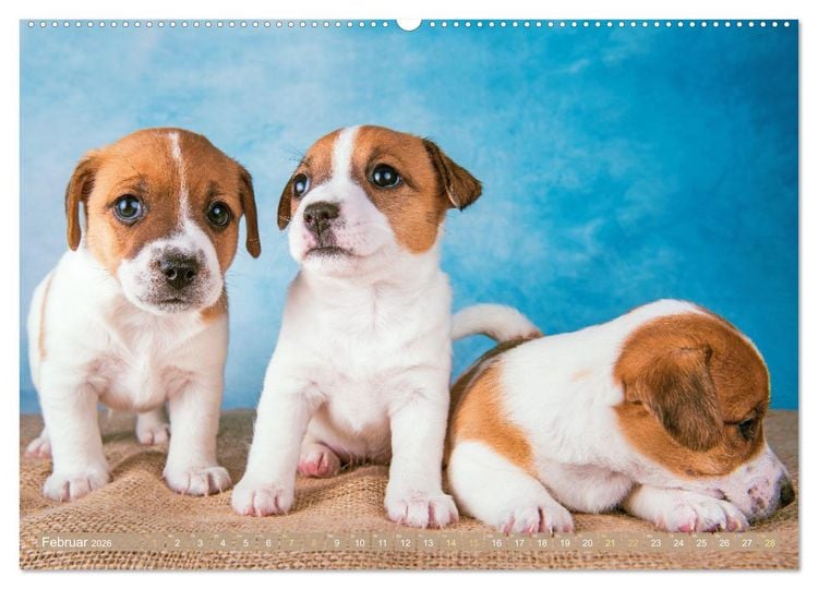 Produktbild: Jack Russell Terrier: flink und verspielt (Wandkalender 2026 DIN A2 quer), CALVENDO Monatskalender